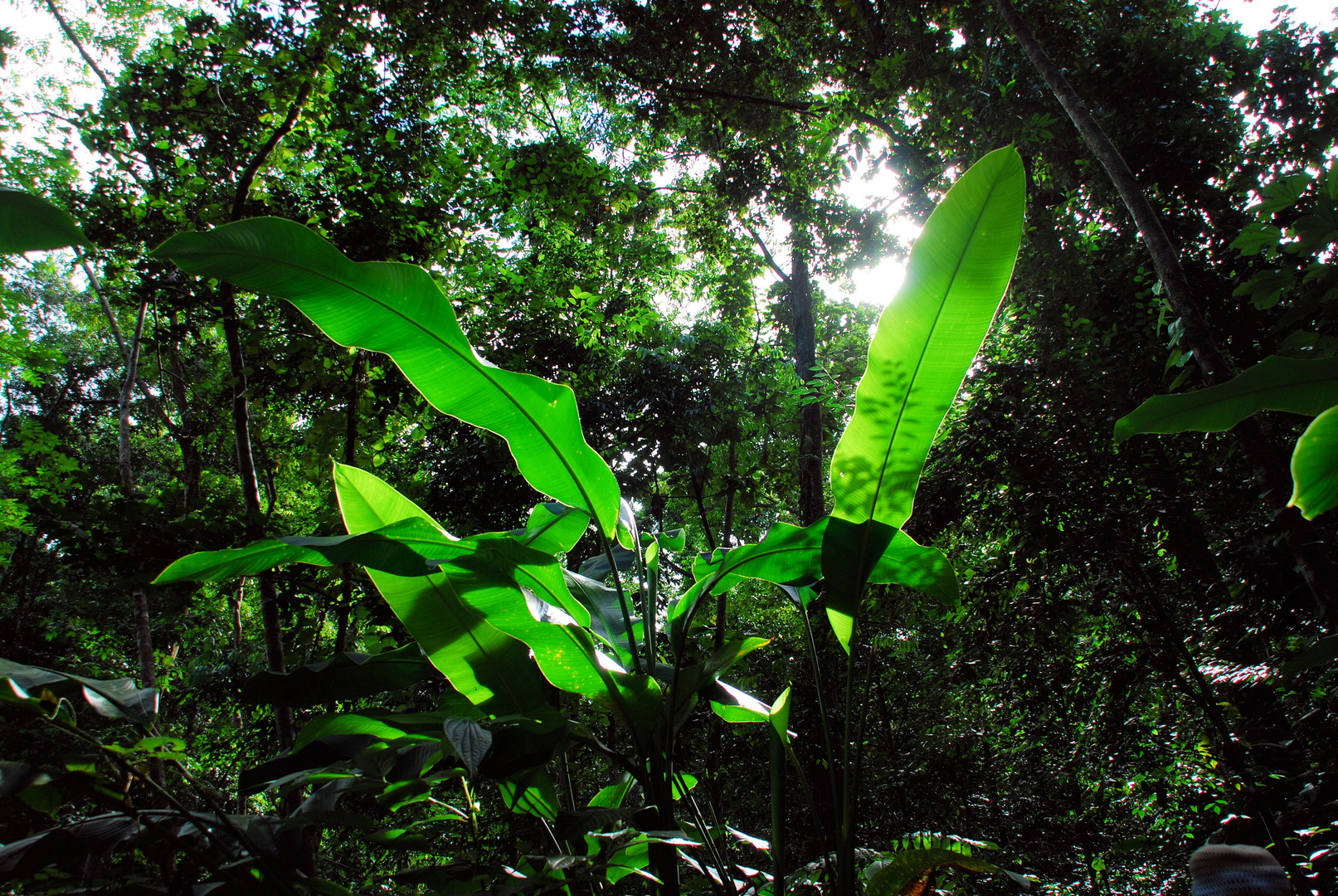 Vegetation auf St. Lucia