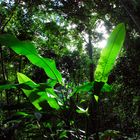 Vegetation auf St. Lucia