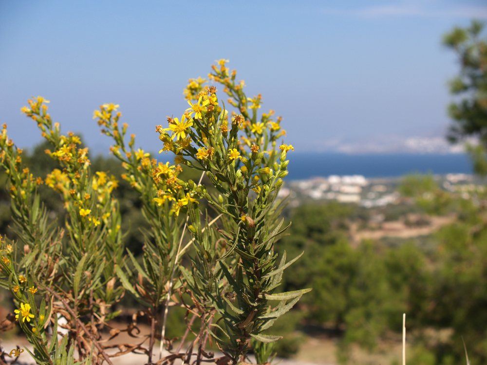 **Vegetation**