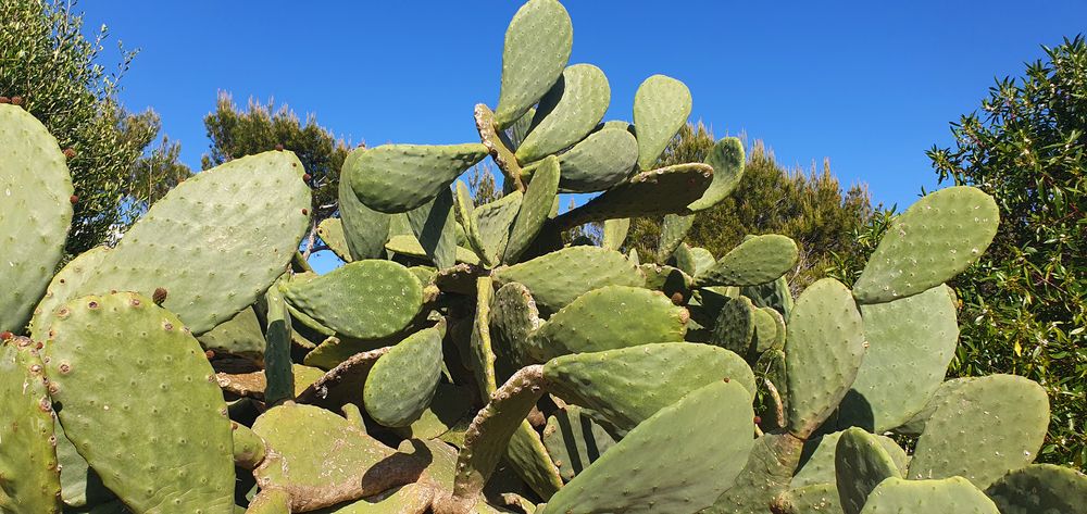 Vegetation