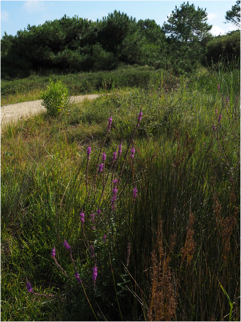 Végétation dans le Parc Ecologique Izadia