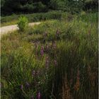 Végétation dans le Parc Ecologique Izadia