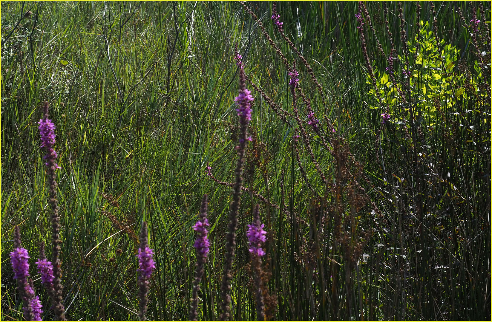 Végétation dans le parc écologique Izadia  --  Anglet