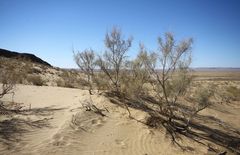 " Végétation de la steppe"