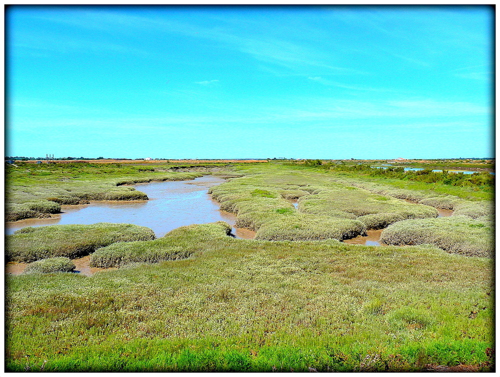 VEGETATION DES MARAIS .