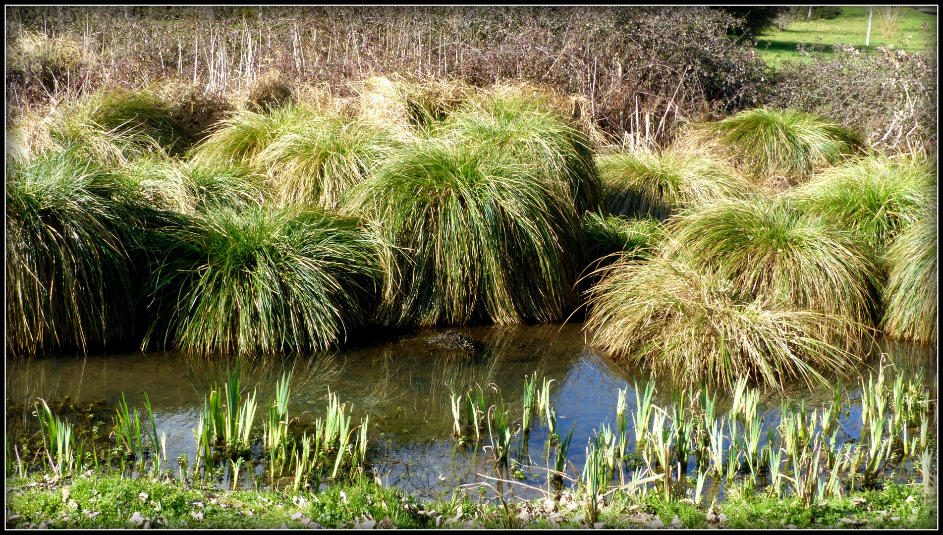 Végétation des marais . 