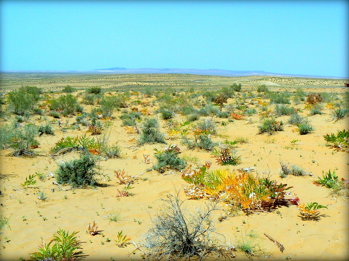 VEGETATION DESERTIQUE photo et image paysages, ousbekistan