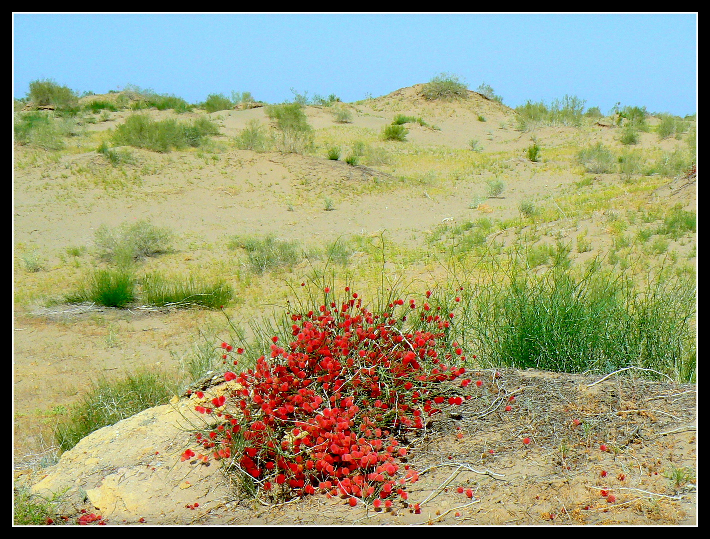 VEGETATION -DU-DESERT