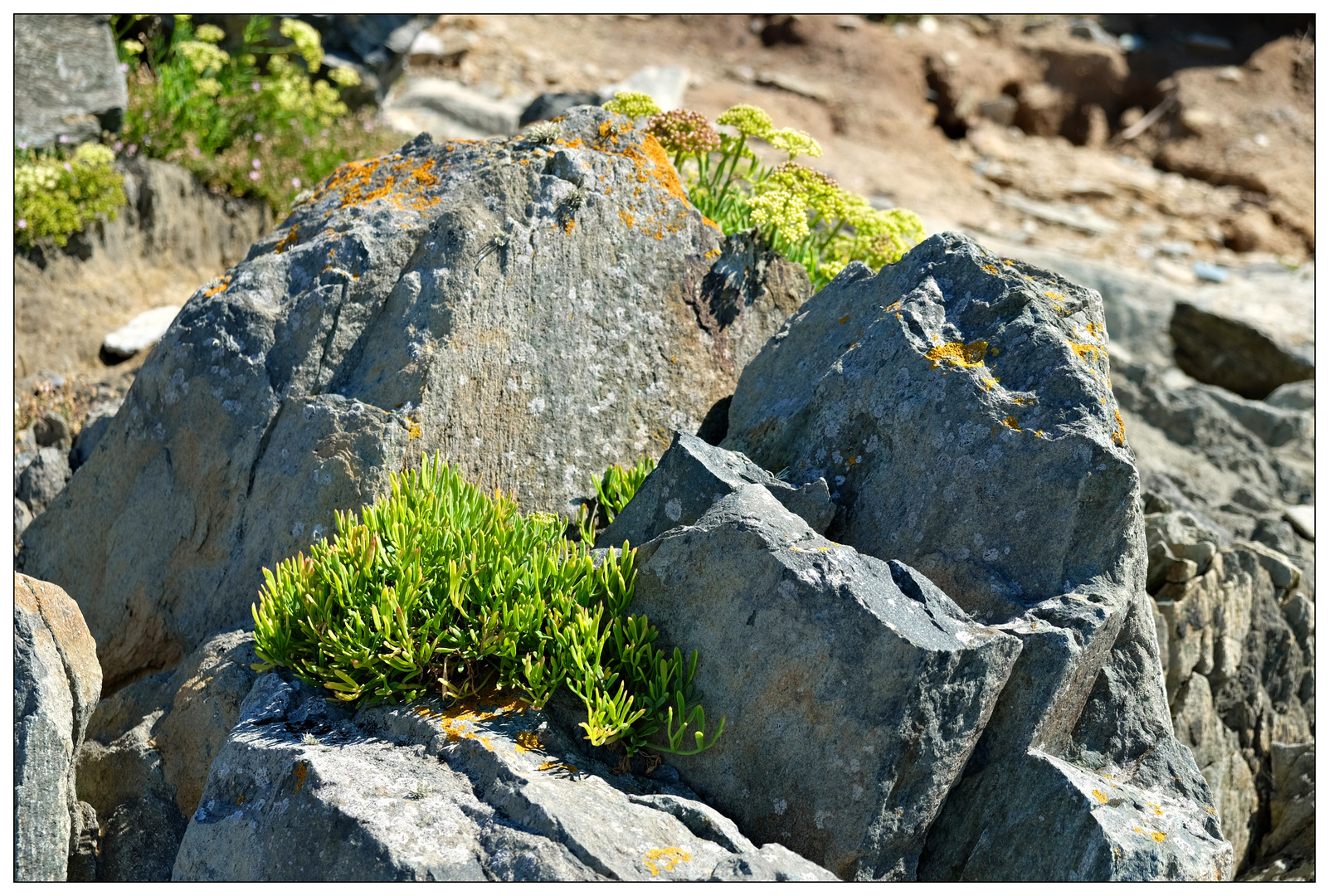 Vegetation Foto & Bild europe, france, bretagne Bilder auf