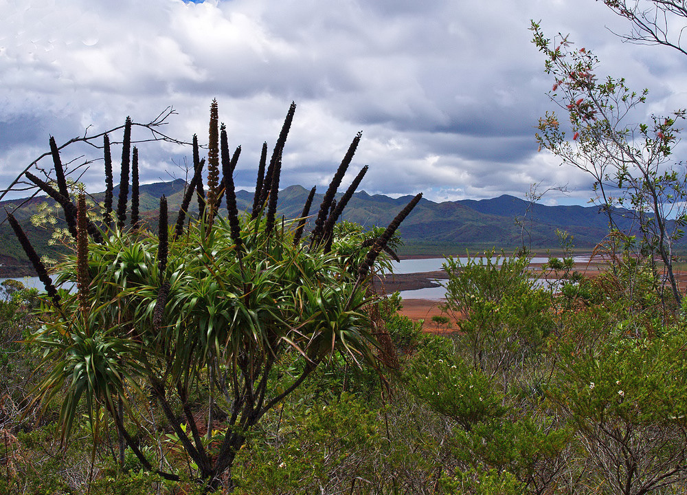 Végétation endémique au parc de la Rivière Bleue - Nouvelle Calédonie