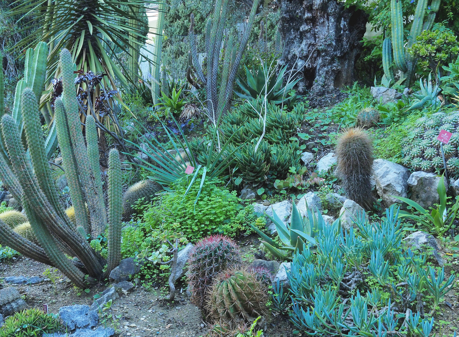 Végétation exotique au Jardin Botanique Val Rahmeh