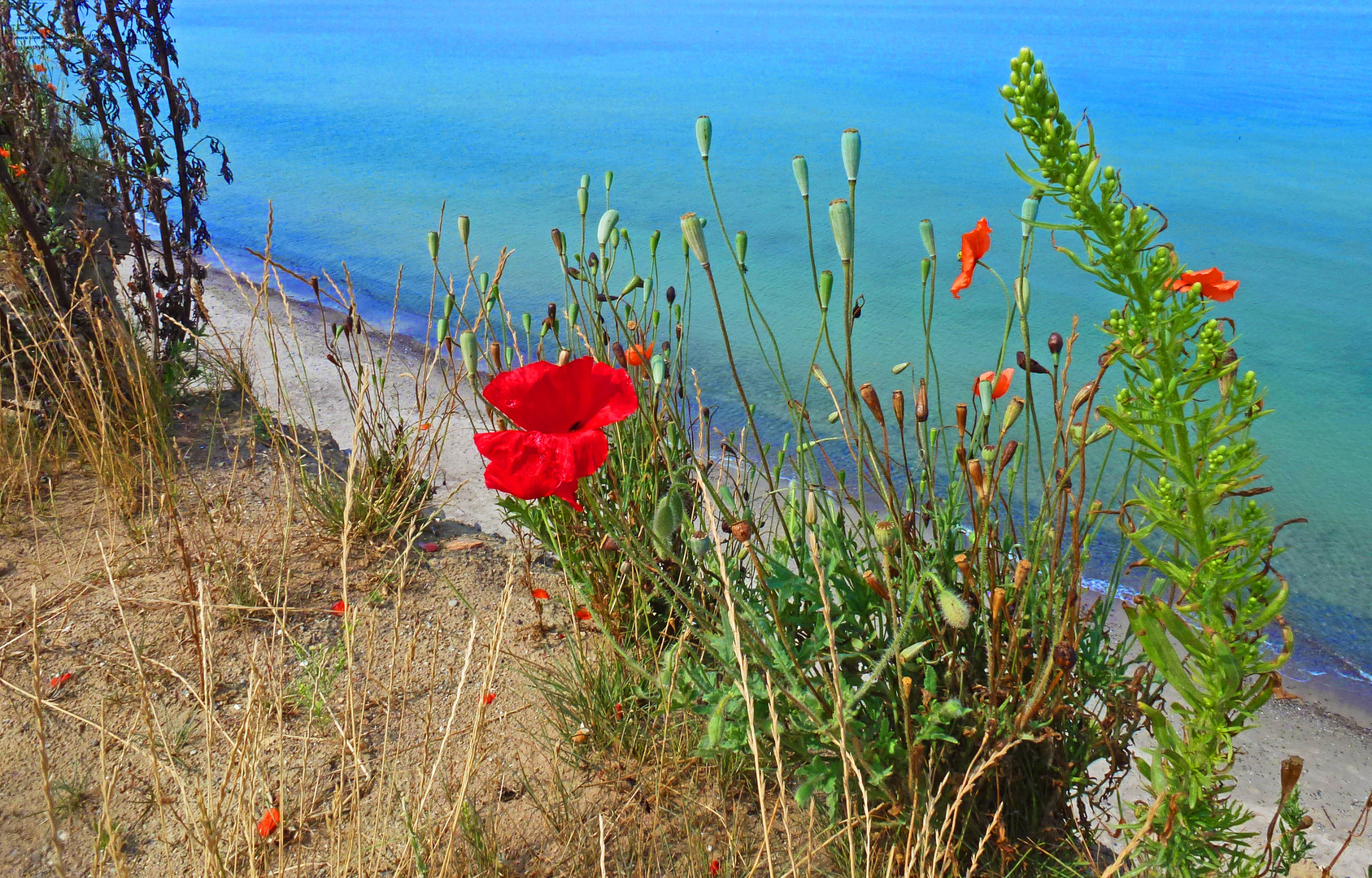 Vegetation ganz am Rande oberhalb eines Ostseekliffes