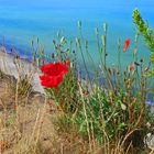 Vegetation ganz am Rande oberhalb eines Ostseekliffes