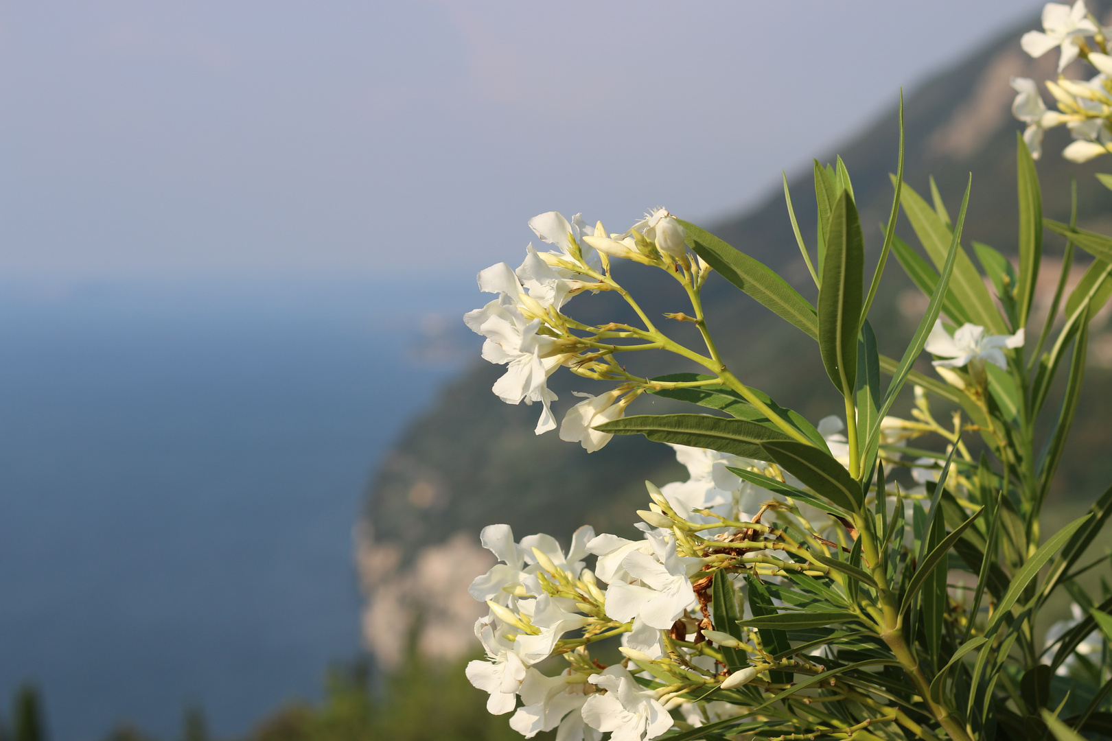 Vegetation Gardasee