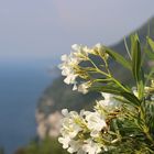 Vegetation Gardasee