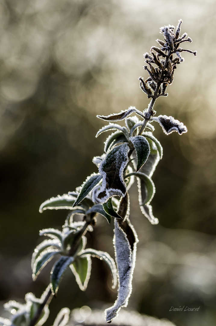 Végétation hivernal