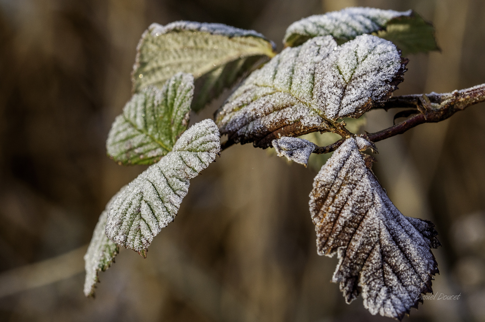 Végétation hivernal