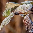 Végétation hivernal