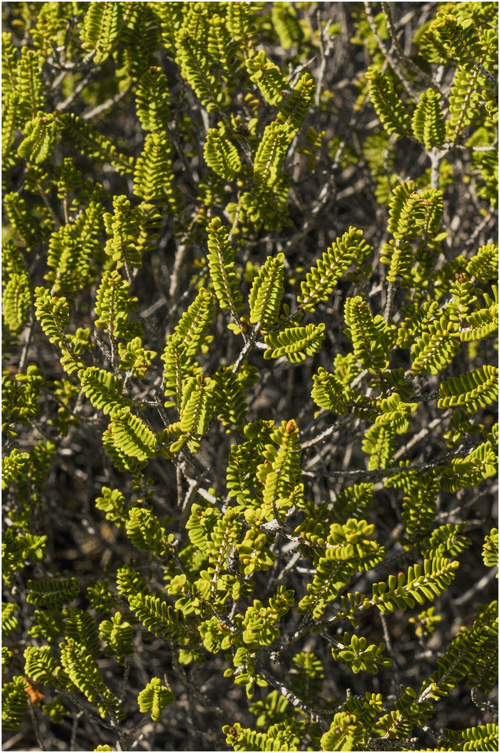 Vegetation im Detail - Westaustralien, 2008