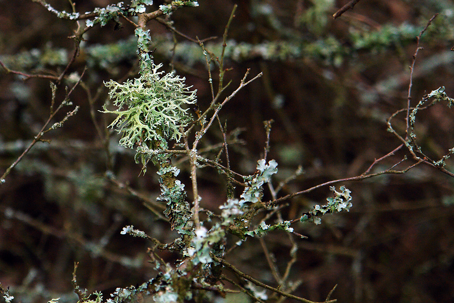 Vegetation im Kalem (3)