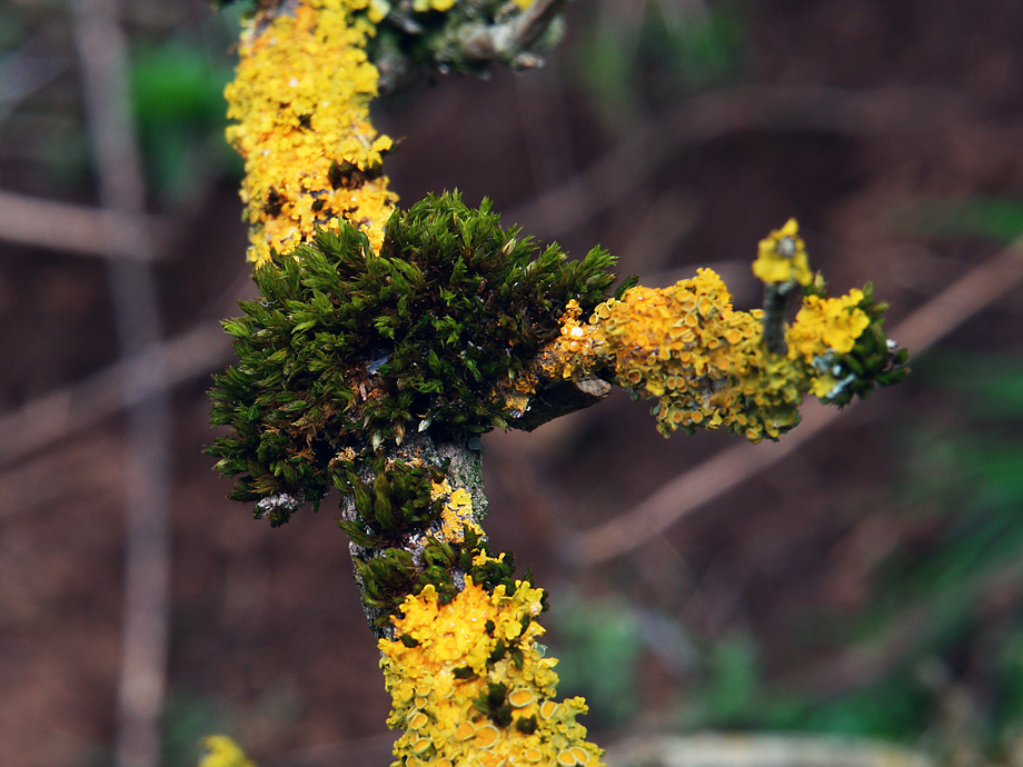 Vegetation im Kalem (6)