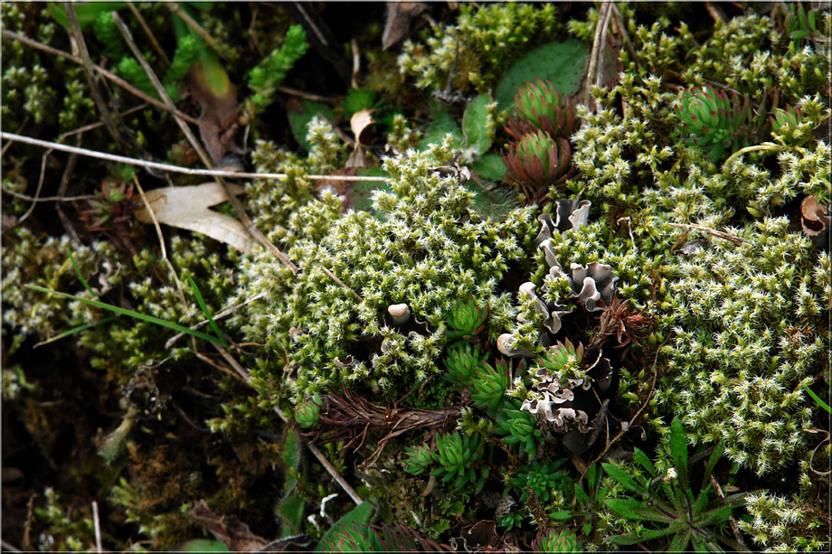 Vegetation im Kalem (7)