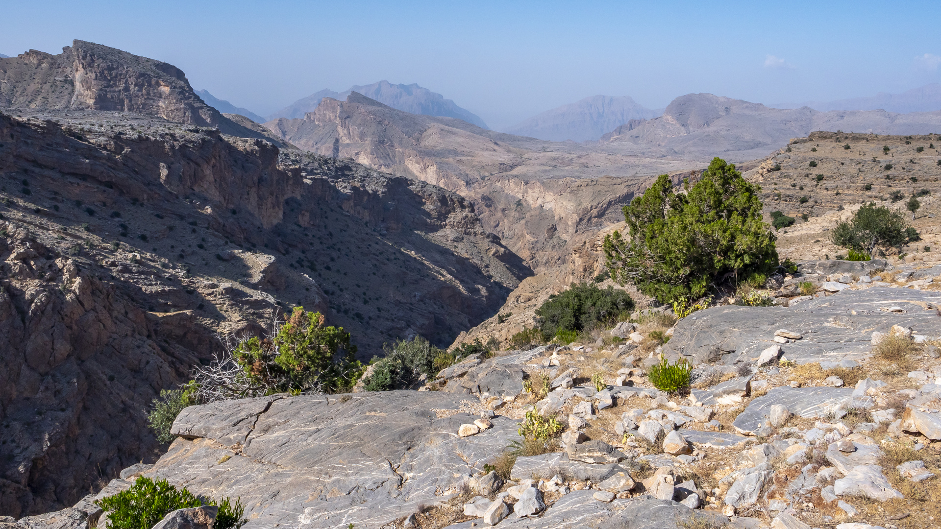 Vegetation im kargen Hadschar-Gebirge, Oman