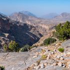 Vegetation im kargen Hadschar-Gebirge, Oman