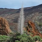 Vegetation im Teide Gebiet Las Cañadas.