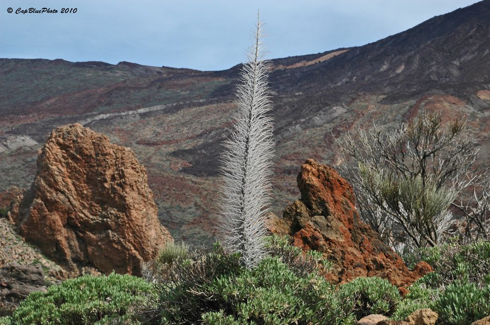 Vegetation im Teide Gebiet Las Cañadas.