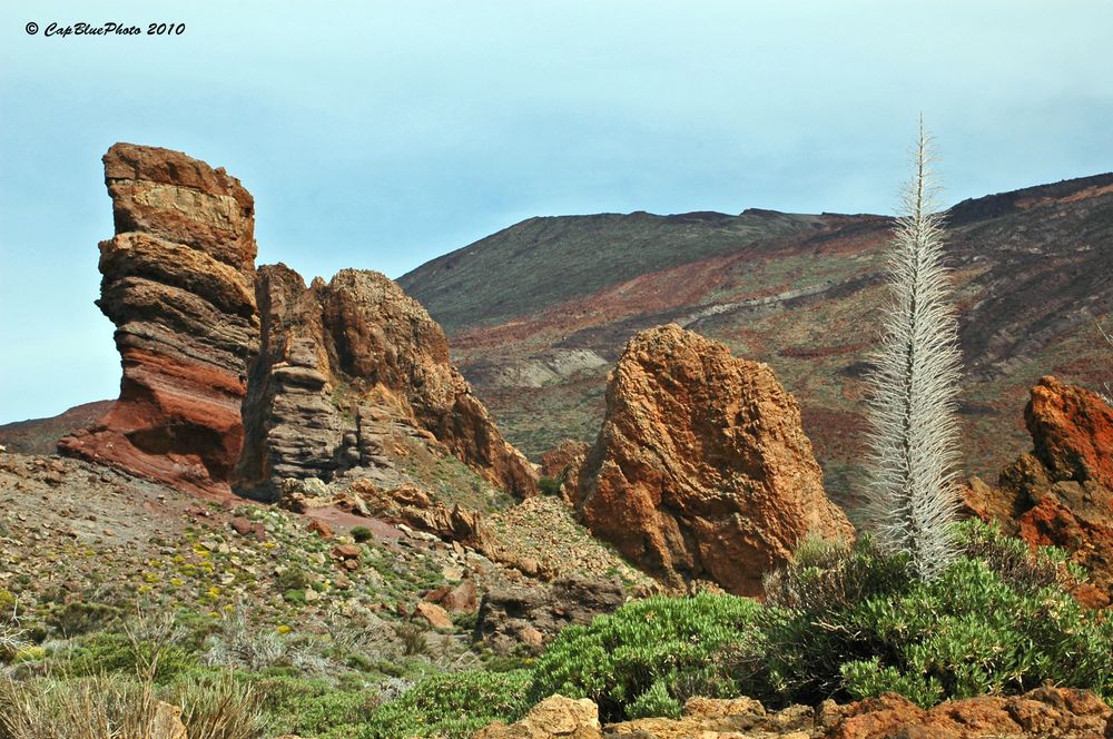 Vegetation im Teide Gebiet Las Canadas 2