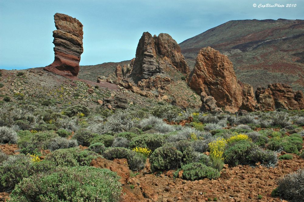 Vegetation im Teide Gebiet Las Canadas 3