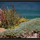 Vegetation in der Algarve