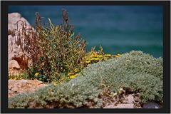 Vegetation in der Algarve