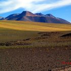 Vegetation in der Atacamawüste bei der Anfahrt zum Cerro de Azufre