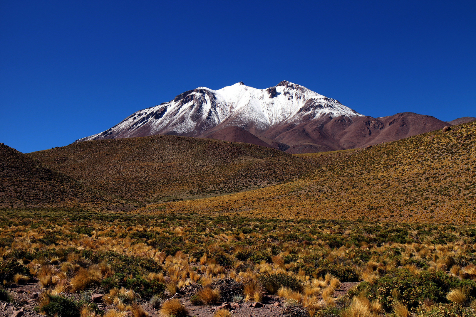 Vegetation in der Atacamawüste