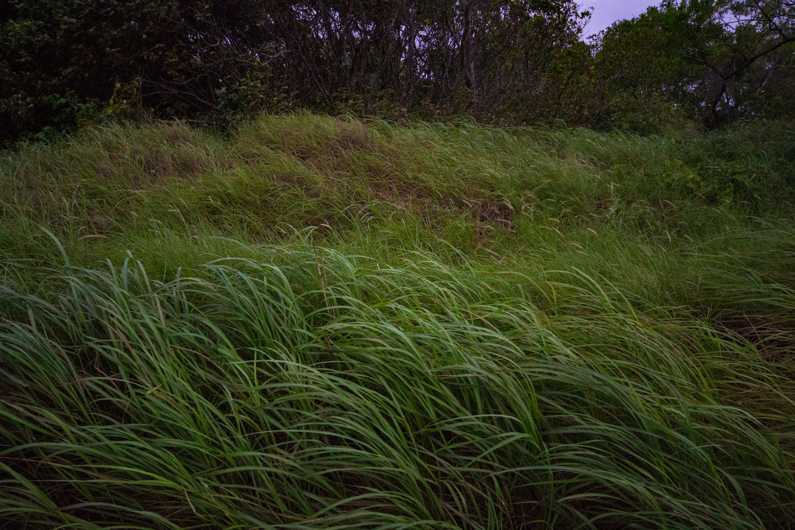 Vegetation @ Lee Point II