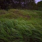 Vegetation @ Lee Point II