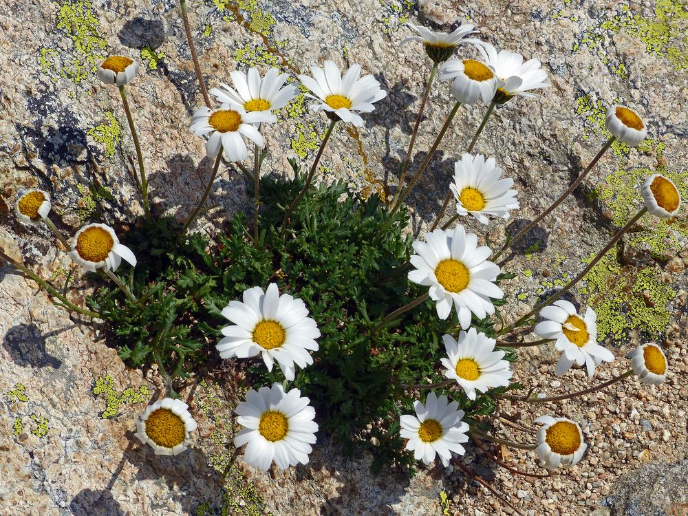 Vegetation oberhalb der Baumgrenze