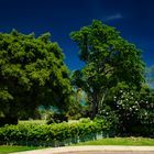 Vegetation, Parking Lot, Museum and Art Gallery of the Northern Territory