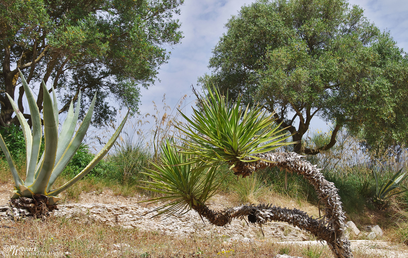 Vegetation - Segesta