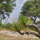 Vegetation - Segesta