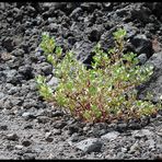 Vegetation siedelt sich langsam wieder an