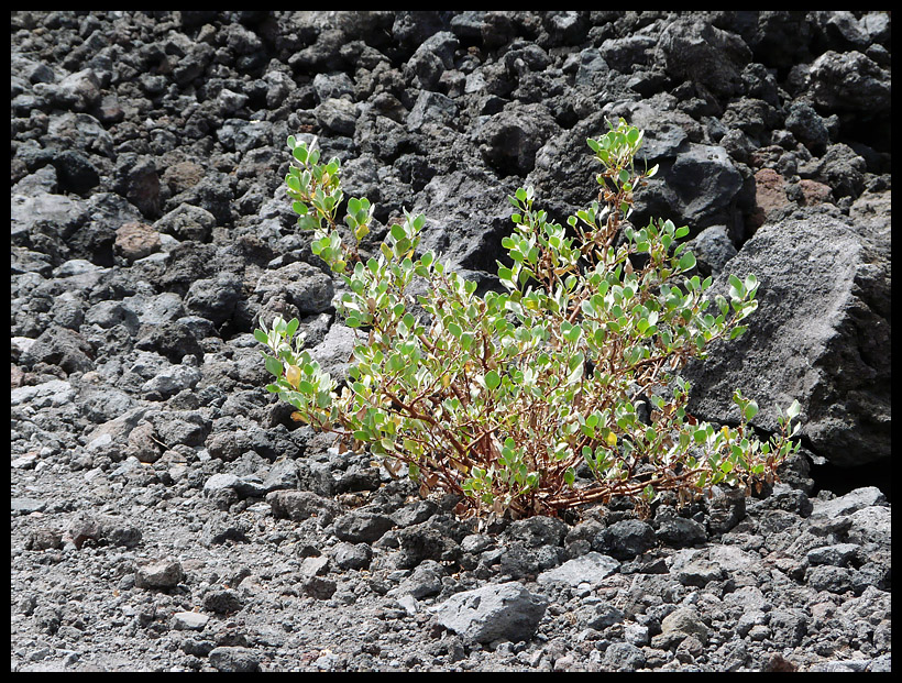 Vegetation siedelt sich langsam wieder an