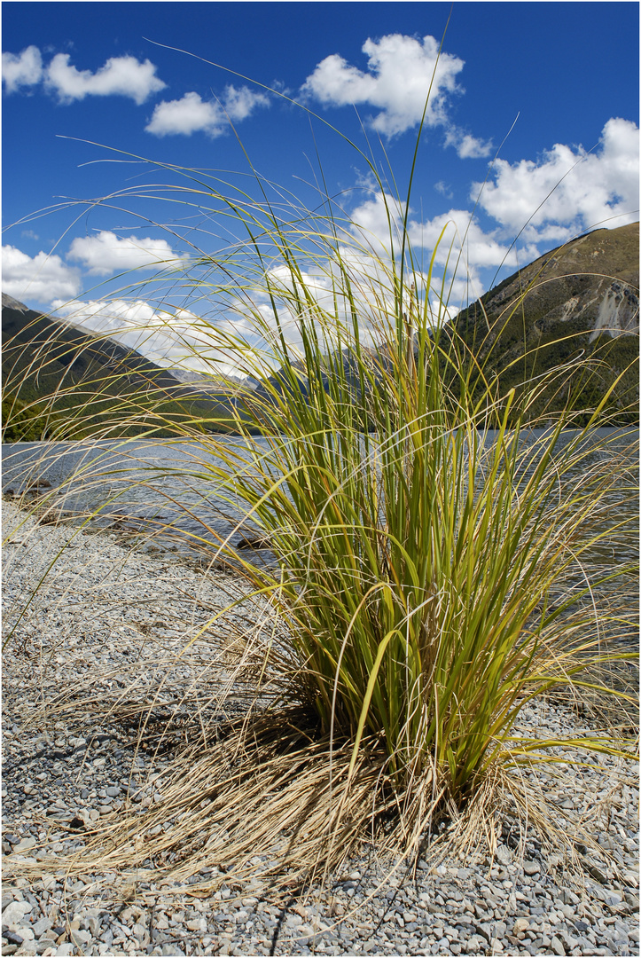 "Vegetation" - Südinsel Neuseeland, 2007