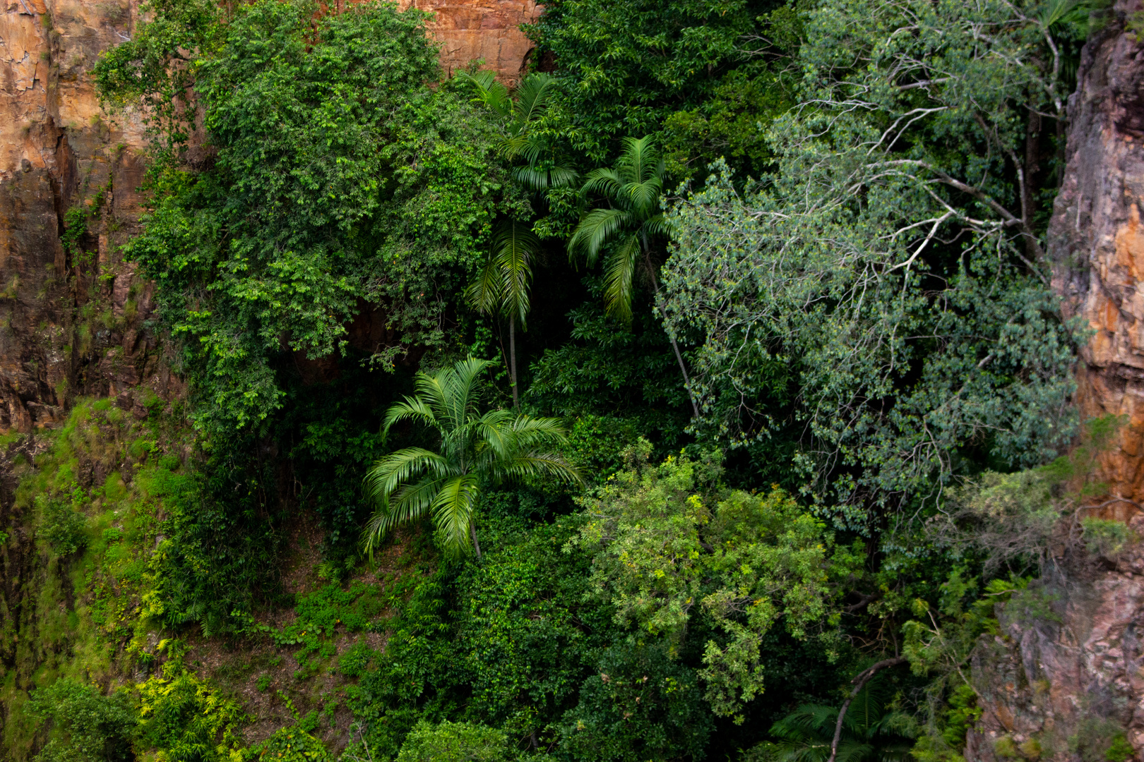 Vegetation @ Tolmer Falls