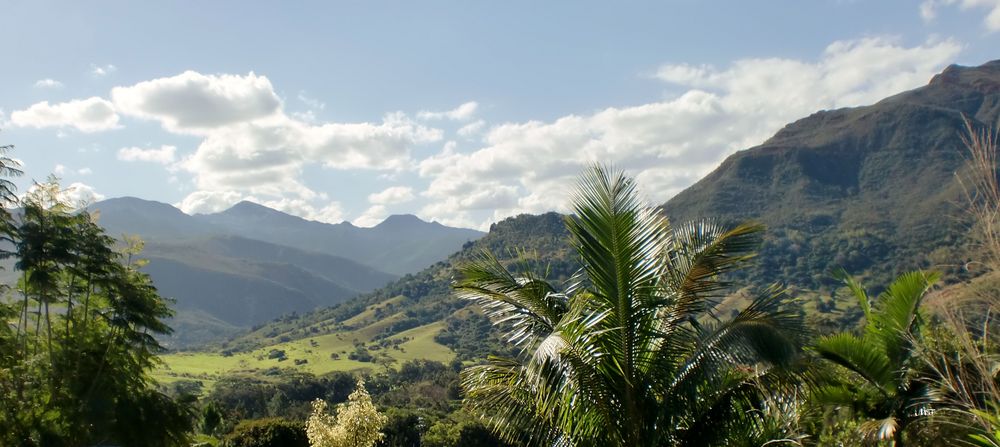 Végétation tropicale