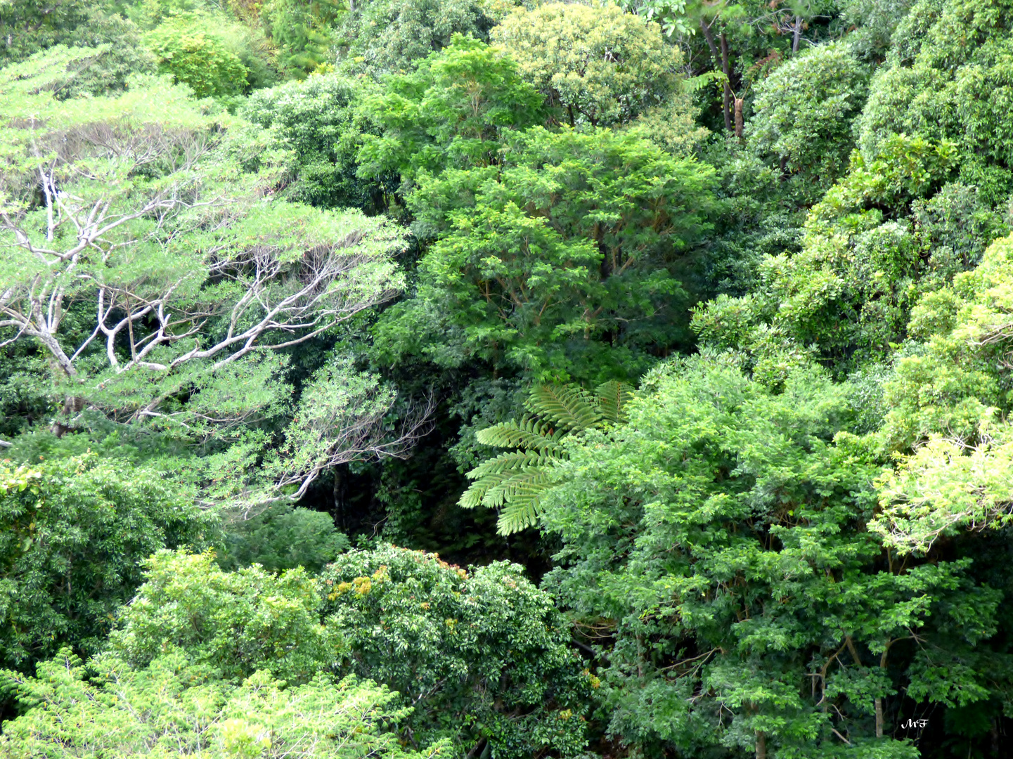 Végétation tropicale