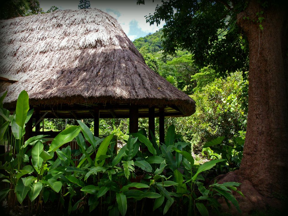 Végétation tropicale dans le jardin de l’Hôtel Evasion à Sarraméa