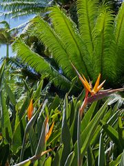 Végétation tropicale luxuriante dans un jardin  --  Tropische, üppige Vegetation in einem Garten